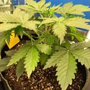 Tropicana Cherry XL Auto im Regal