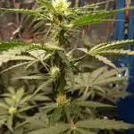 CBD Fix Auto - im Regal
