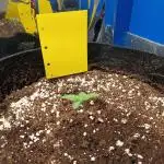 Blueberry Candiez Auto - Im Regal