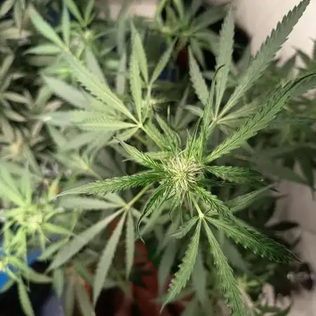Jack Herer Auto - Im Regal