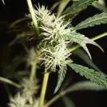 Jack Herer Auto - Im Regal
