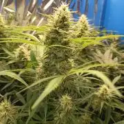 Caramel Auto im Regal