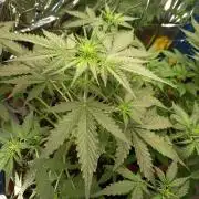 Purple Skunk Auto im Regal