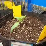 Blueberry Candiez Auto - Im Regal