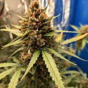Purple Skunk Auto im Regal