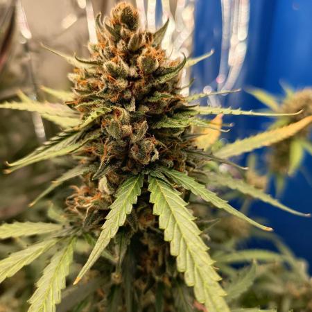 Purple Skunk Auto im Regal