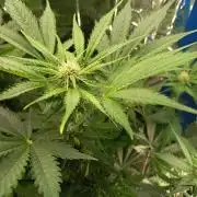 Tropicana Cherry XL Auto im Regal