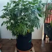 Blue Bullet Auto im Regal