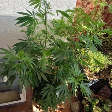 Blue Bullet Auto im Regal