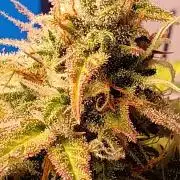 Afghan Pearl CBD Auto - Im Regal