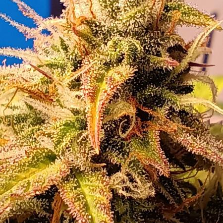 Afghan Pearl CBD Auto - Im Regal