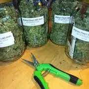 Afghan Pearl CBD Auto - Im Regal