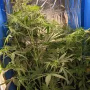 Blueberry Candiez Auto - Im Regal