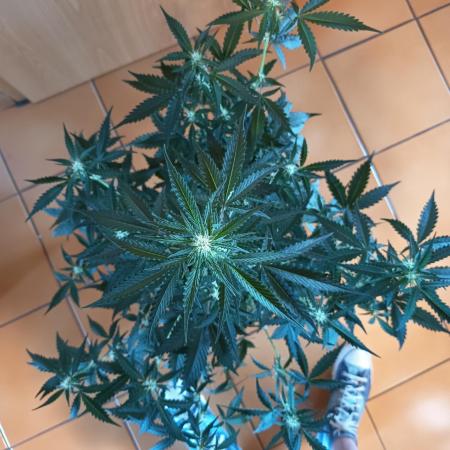 Purple Skunk Auto im Regal