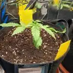 Afghan Pearl CBD Auto - Im Regal