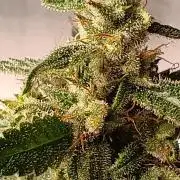 Blueberry Candiez Auto - Im Regal