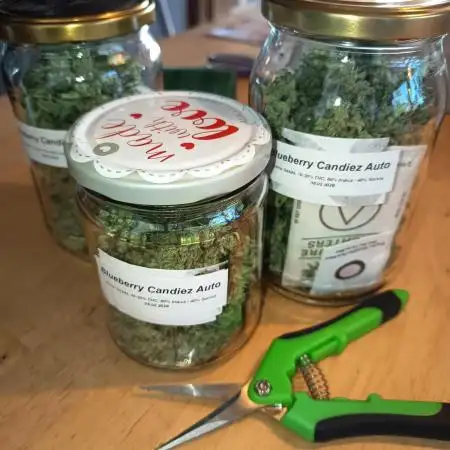 Blueberry Candiez Auto - Im Regal