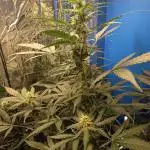 CBD Fix Auto - im Regal