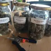 Blue Bullet Auto im Regal