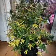 Afghan Pearl CBD Auto - Im Regal