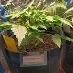 Afghan Pearl CBD Auto - Im Regal