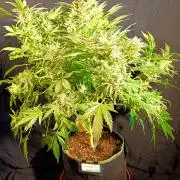 Northern Lights Auto im Regal