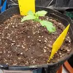 Afghan Pearl CBD Auto - Im Regal