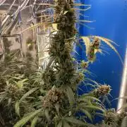 Purple Skunk Auto im Regal