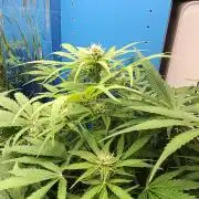 Afghan Pearl CBD Auto - Im Regal