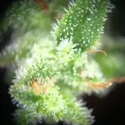 Blueberry Candiez Auto - Im Regal