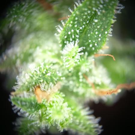 Blueberry Candiez Auto - Im Regal