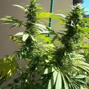 Blue Bullet Auto im Regal