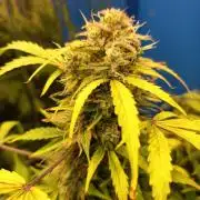 Afghan Pearl CBD Auto - Im Regal