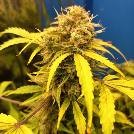 Afghan Pearl CBD Auto - Im Regal