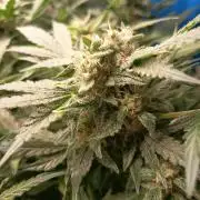 Northern Lights Auto im Regal