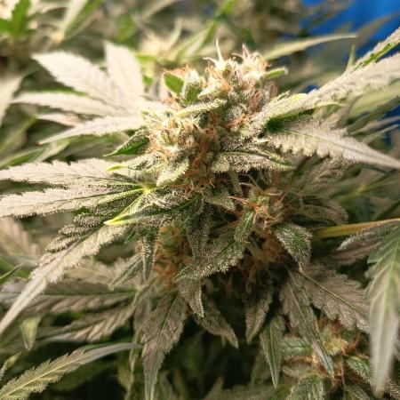 Northern Lights Auto im Regal