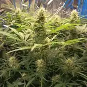 Caramel Auto im Regal