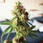 Super Lemon Haze Auto - Im Regal