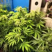 Afghan Pearl CBD Auto - Im Regal