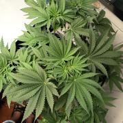 Blue Bullet Auto im Regal