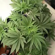 Blue Bullet Auto im Regal