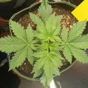 Tropicana Cherry XL Auto im Regal