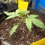 Blueberry Candiez Auto - Im Regal