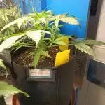 Blueberry Candiez Auto - Im Regal