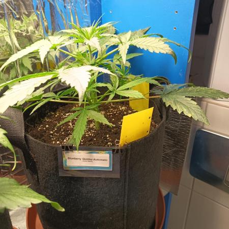 Blueberry Candiez Auto - Im Regal