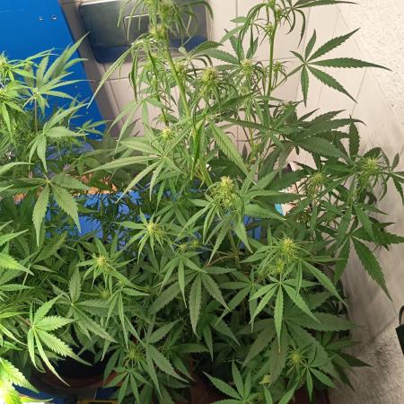 Blueberry Candiez Auto - Im Regal