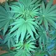 Blue Bullet Auto im Regal