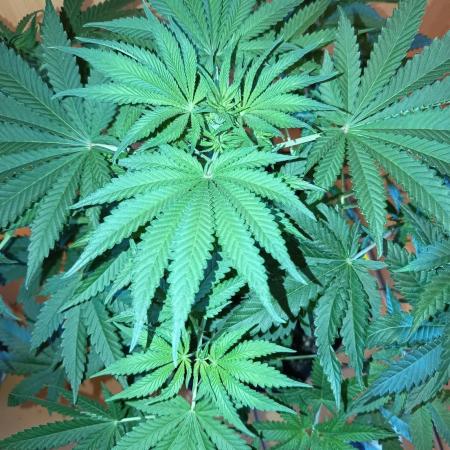 Blue Bullet Auto im Regal