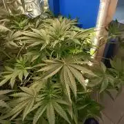 Blue Bullet Auto im Regal