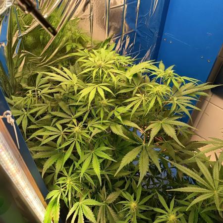 Afghan Pearl CBD Auto - Im Regal